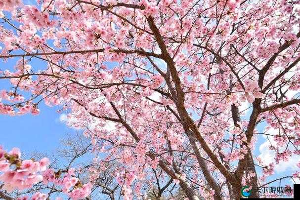 日产樱花一线二线三线,带你领略日本樱花的美丽与魅力