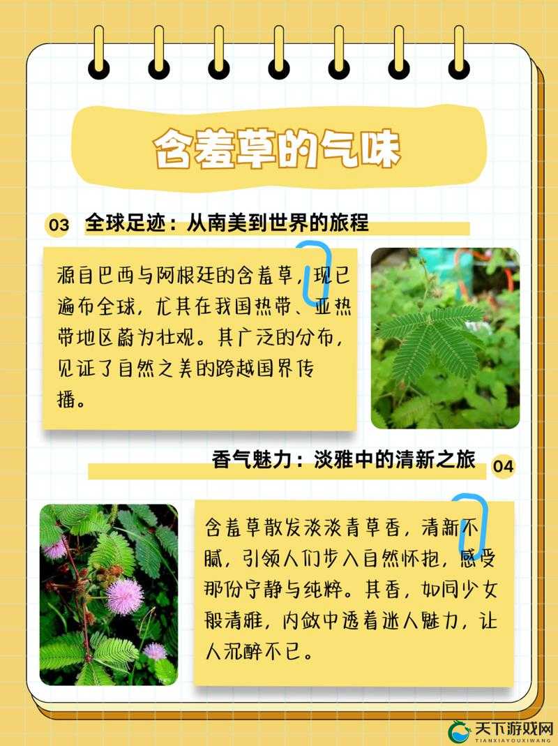 杰出水蜜桃香蕉含羞草:鲜嫩欲滴的水果与含羞草的奇妙结合