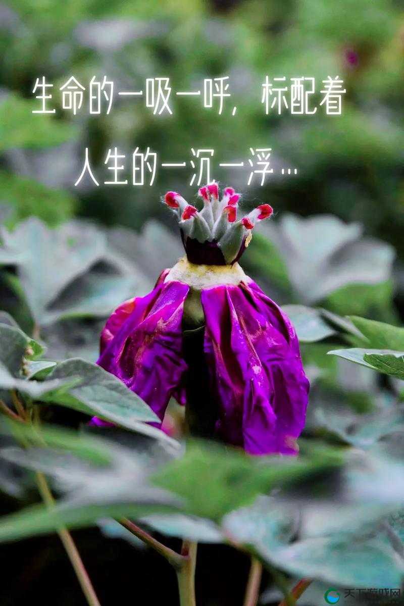 张开你的嘴巴吸进一些空气,让生命在清新的氛围中绽放:空气吸入的健康启示