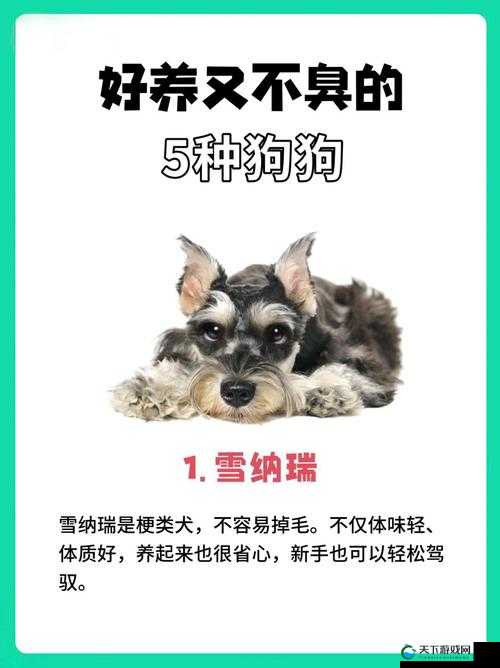 狗狗的东西又硬又烫又臭怎么办：遇到这种情况该如何解决