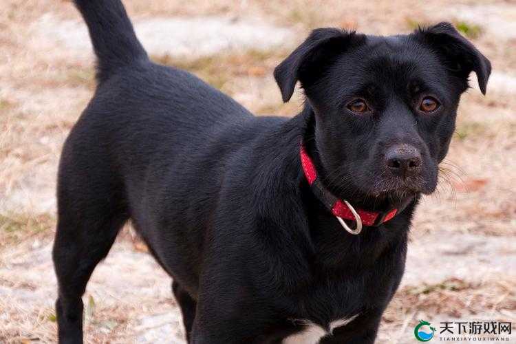 ZoomDog 的最新版本：带来更多惊喜和实用功能
