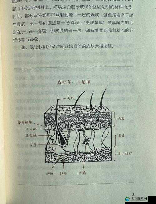 一面上边一面膜下边的免费:探索独特设计背后的奥秘