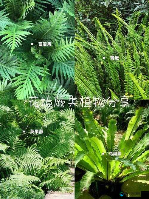 夜夜草类型多样是真的吗-网友引发的相关探讨