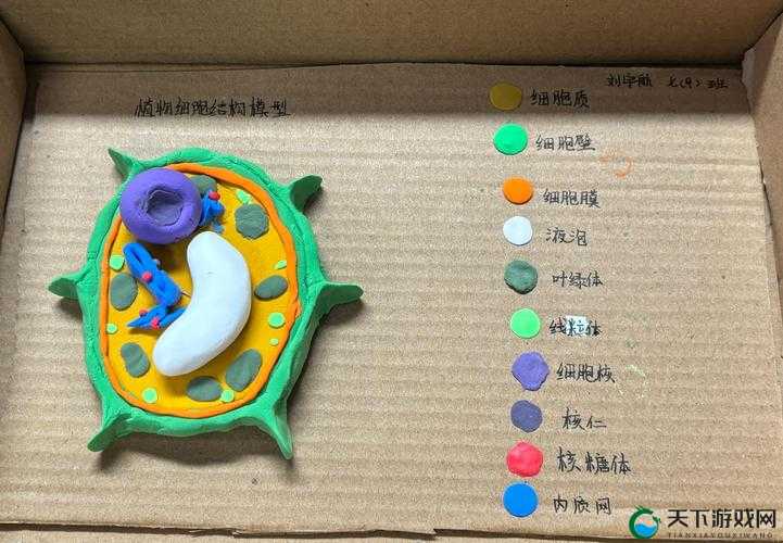我成了生物课的教具:一段独特而奇妙的经历