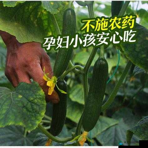 绿巨人与草莓、丝瓜、樱桃、秋葵、榴莲的奇妙组合