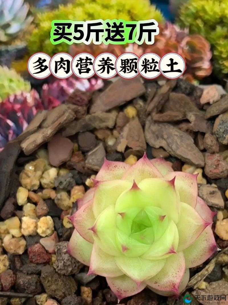 皇家共享小公主多肉怎么养:轻松上手的多肉养护指南
