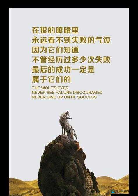 老狼在无人区的表现令人惊叹其坚韧与勇气