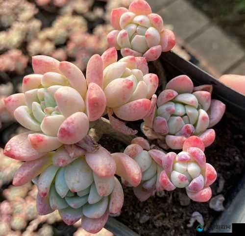 皇家共享小公主多肉:小巧玲珑惹人爱的多肉植物新宠