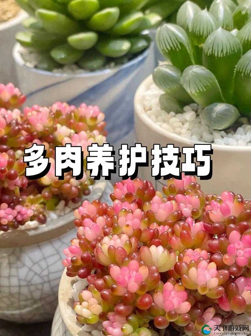 皇家共享小公主多肉怎么养:从土壤到光照的全方位养护指南