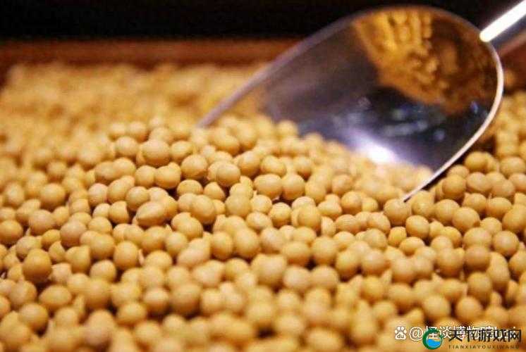果冻传媒国产大豆提供不同观看模式满足观众多样化需求
