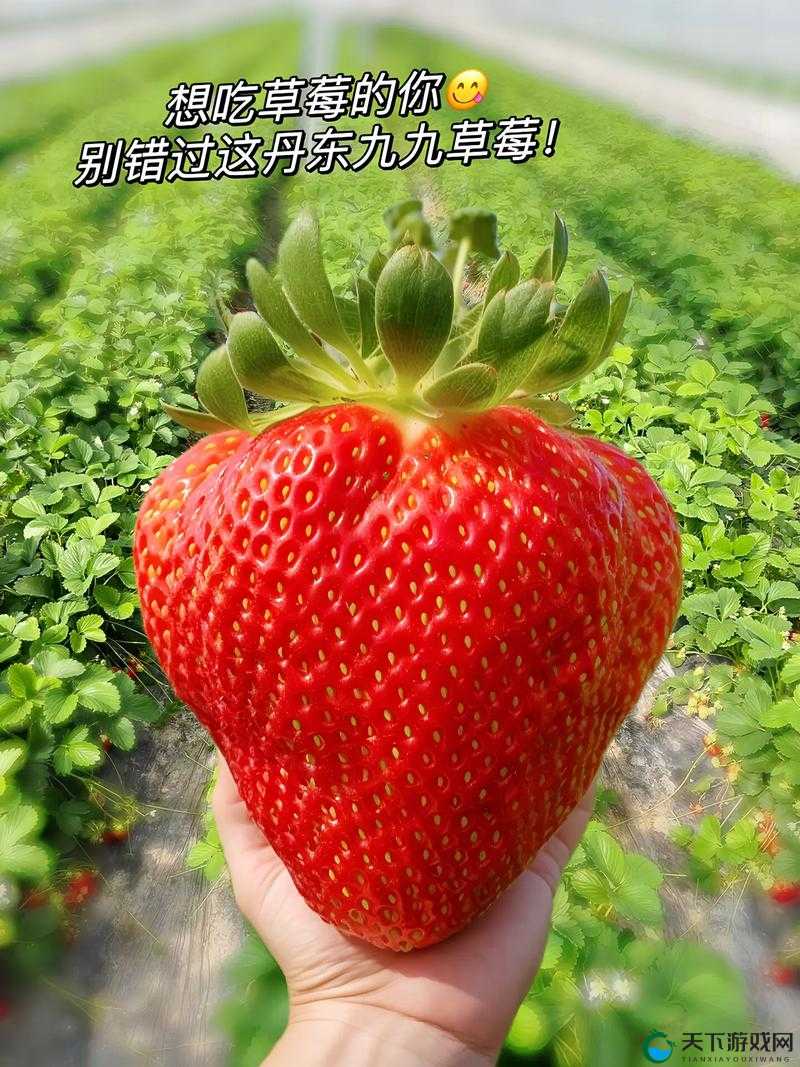 实力蜜丝婷大草莓和小草莓对比之全方位详细解析
