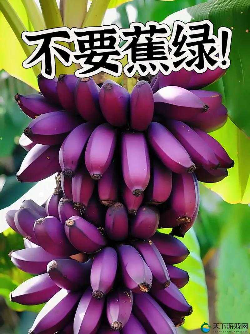 探索香蕉西瓜草莓茄子视频 APP:打开全新的视觉世界