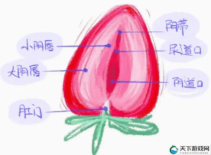 正常阴脣的样子:展现女性自然之美
