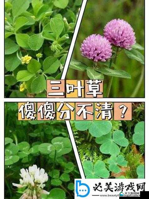 成品人和精品人的四叶草:探索未知的奇幻世界