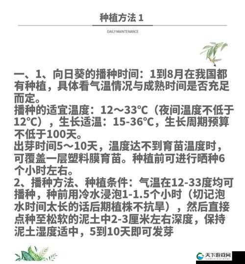 四季物语,揭秘巨大芜菁的种植秘籍