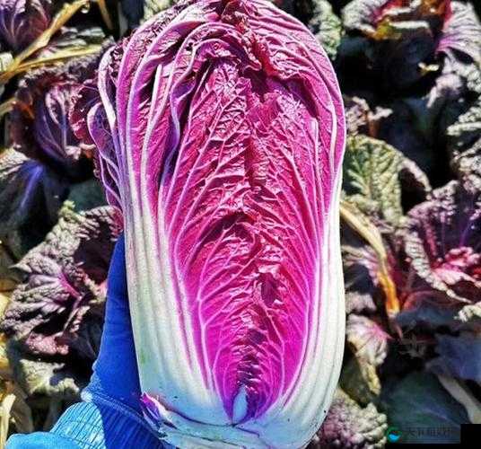 粉色大白菜(法国):独特的异国蔬菜新亮点