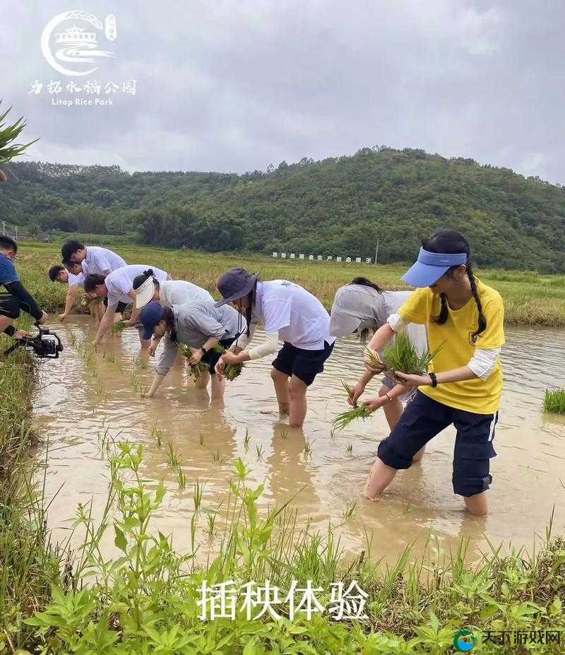 外国情侣插秧:独特的农耕文化体验