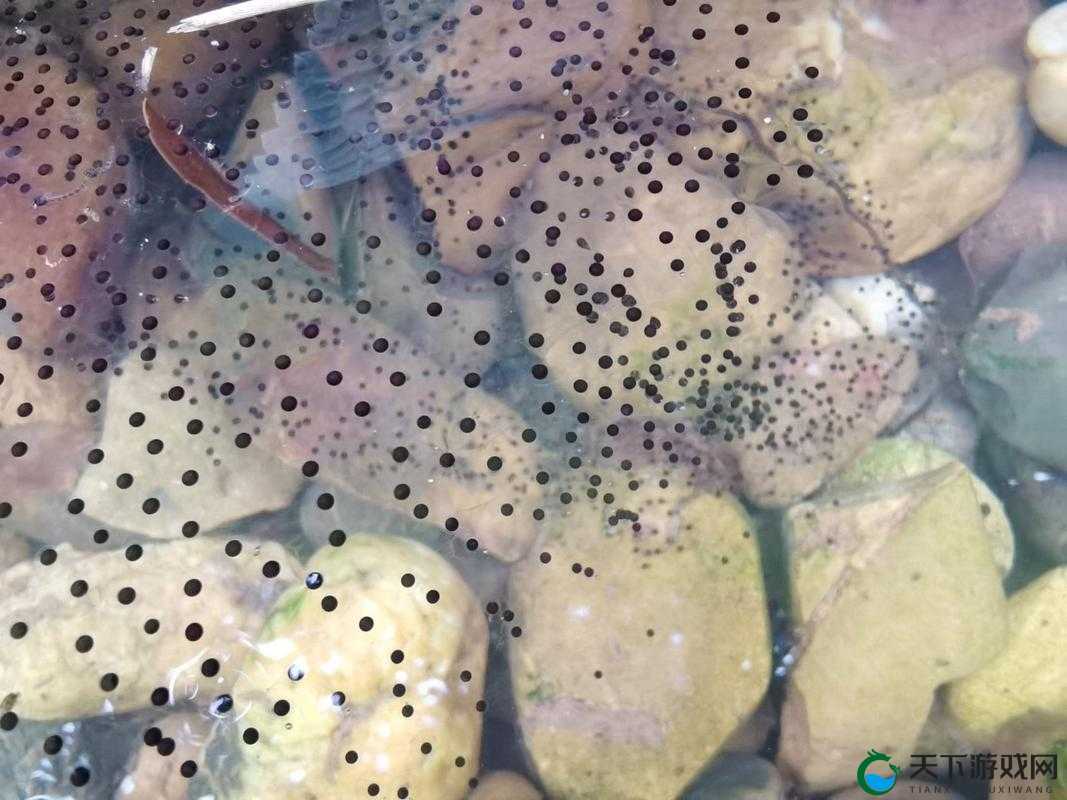 91 九色蝌蚪窝:探寻独特精彩的网络世界