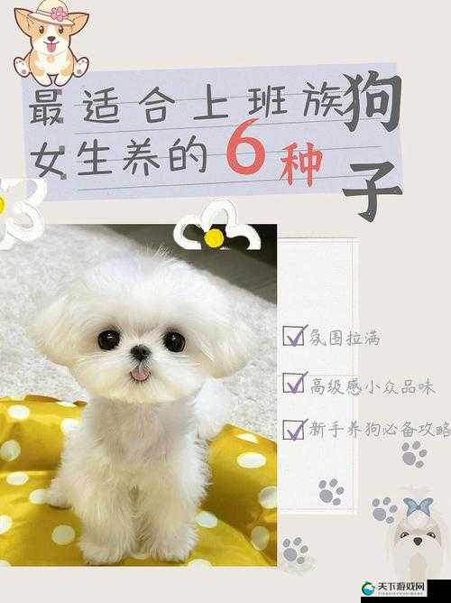 哪种狗最适合女人自己用且能带来独特陪伴与欢乐呢