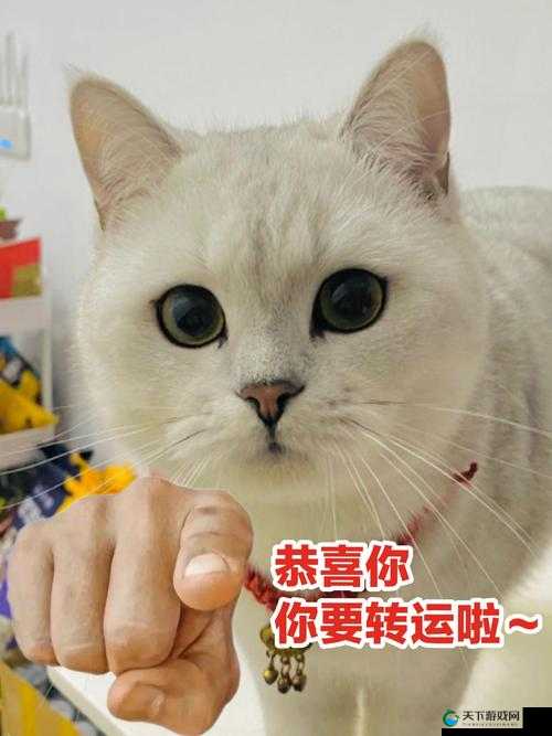 新版猫咪短视频软件:精彩内容不断等你来发现
