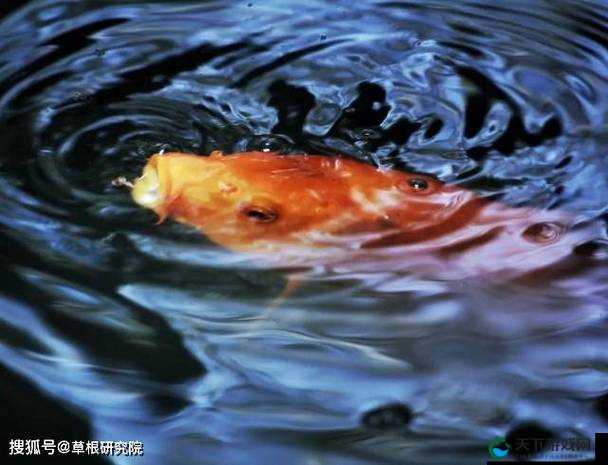锦鲤吸水和夹什么区别：探究其中的不同特点与原理