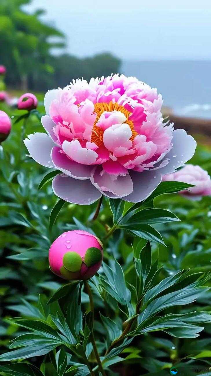 亭亭玉立荷花 国色天香牡丹:花中仙子共展绝代风华