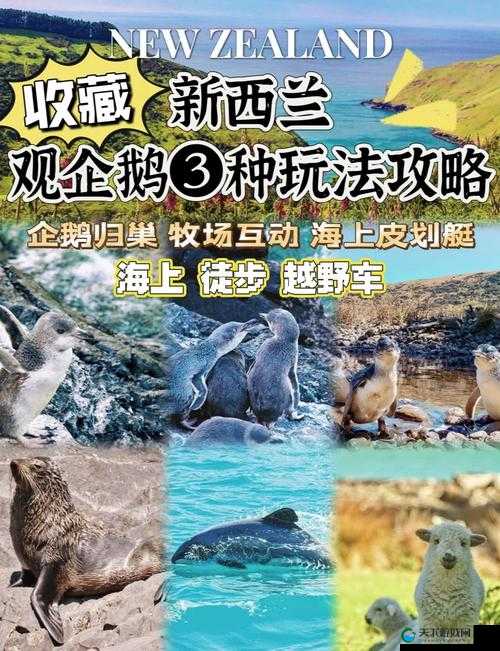 十大亏亏免费版：带你探索独特的体验之旅