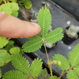 国产精品区一区二区三含羞草：探寻优质内容的神秘花园