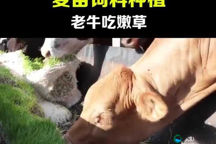 老牛嫩草一二三产品区别蘑菇视频版本升级完成：全面优化体验新成果