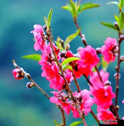 桃花含苞欲放：春风轻拂待芬芳