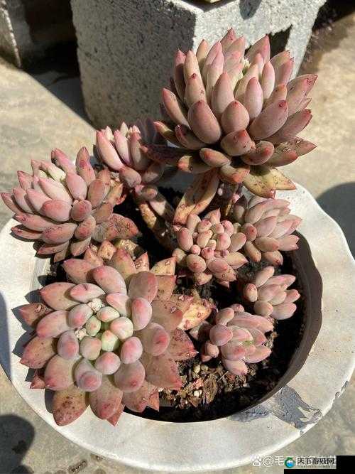 多肉小镇金银花：探索美丽与独特的植物世界之旅