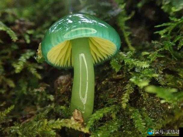 国产内射蘑菇的独特魅力与精彩呈现