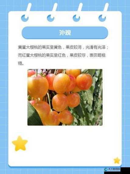 黄蜜大樱桃与红蜜的区别，你知道吗