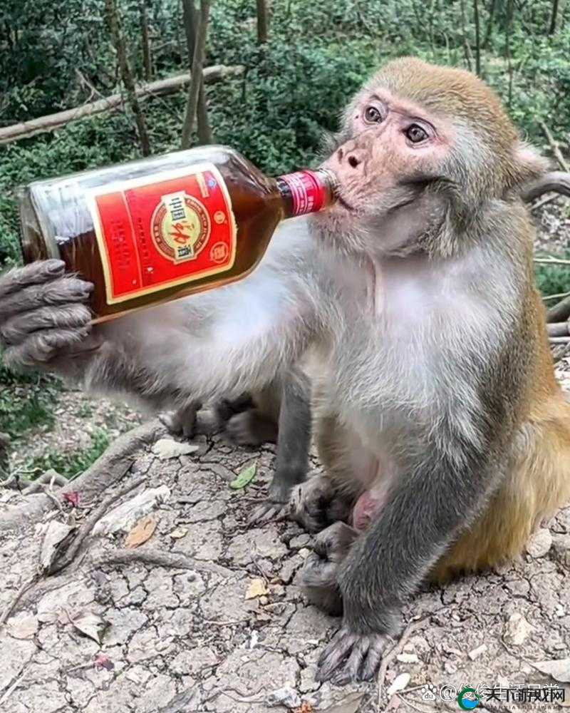 人生猴子不爱妹子：别样情感纠葛引发的思考