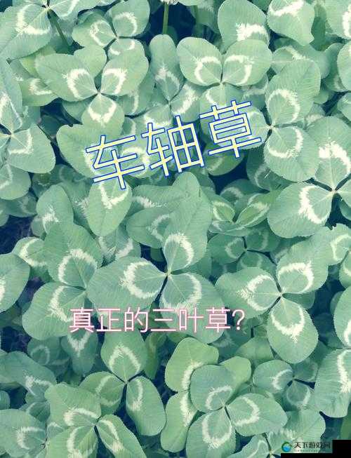 探索三叶草 gw4441 背后的神秘世界