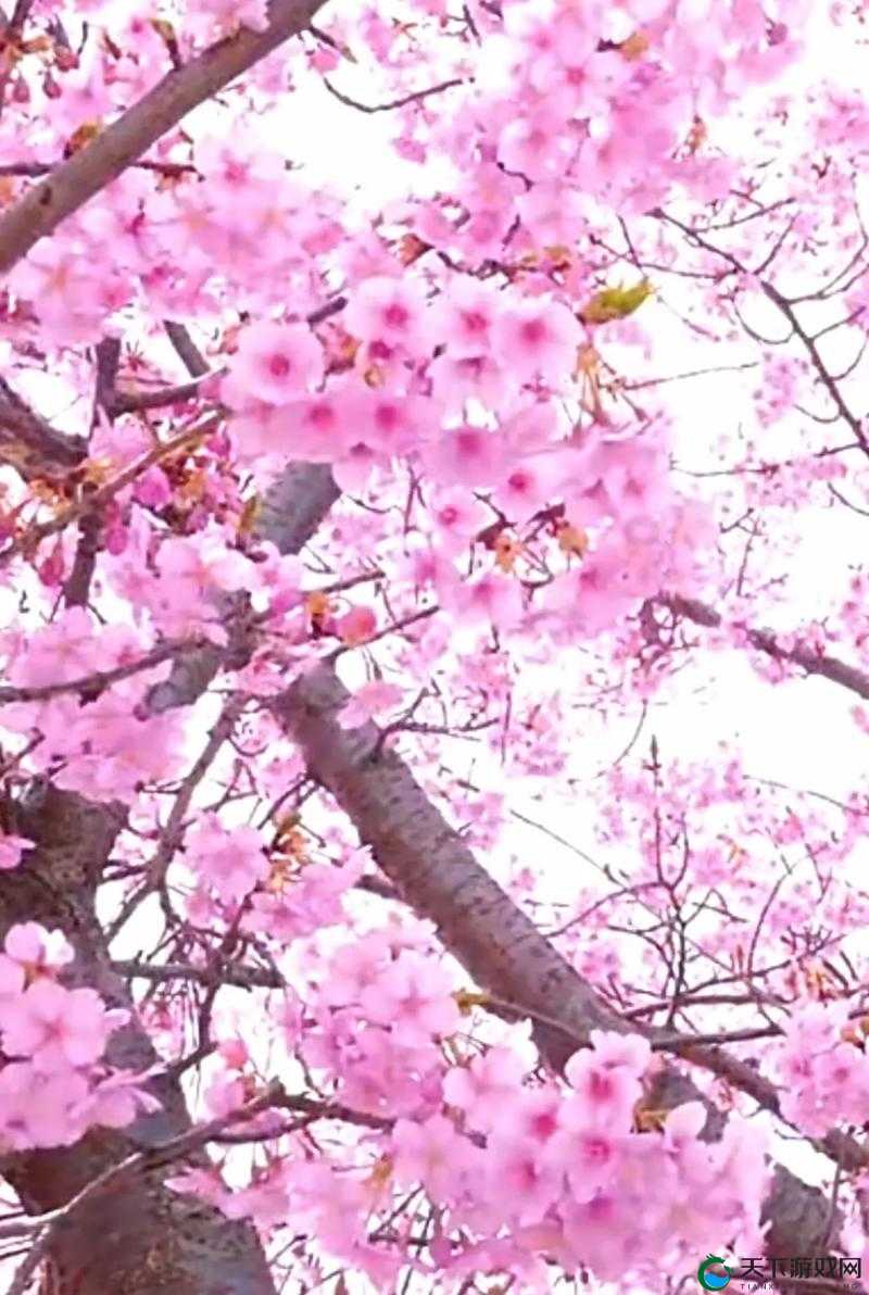 樱花网站：绽放美丽与精彩的独特网络平台