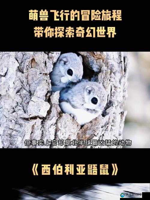 ZOOMSERVO 兽免费的:带你领略独特的奇幻世界