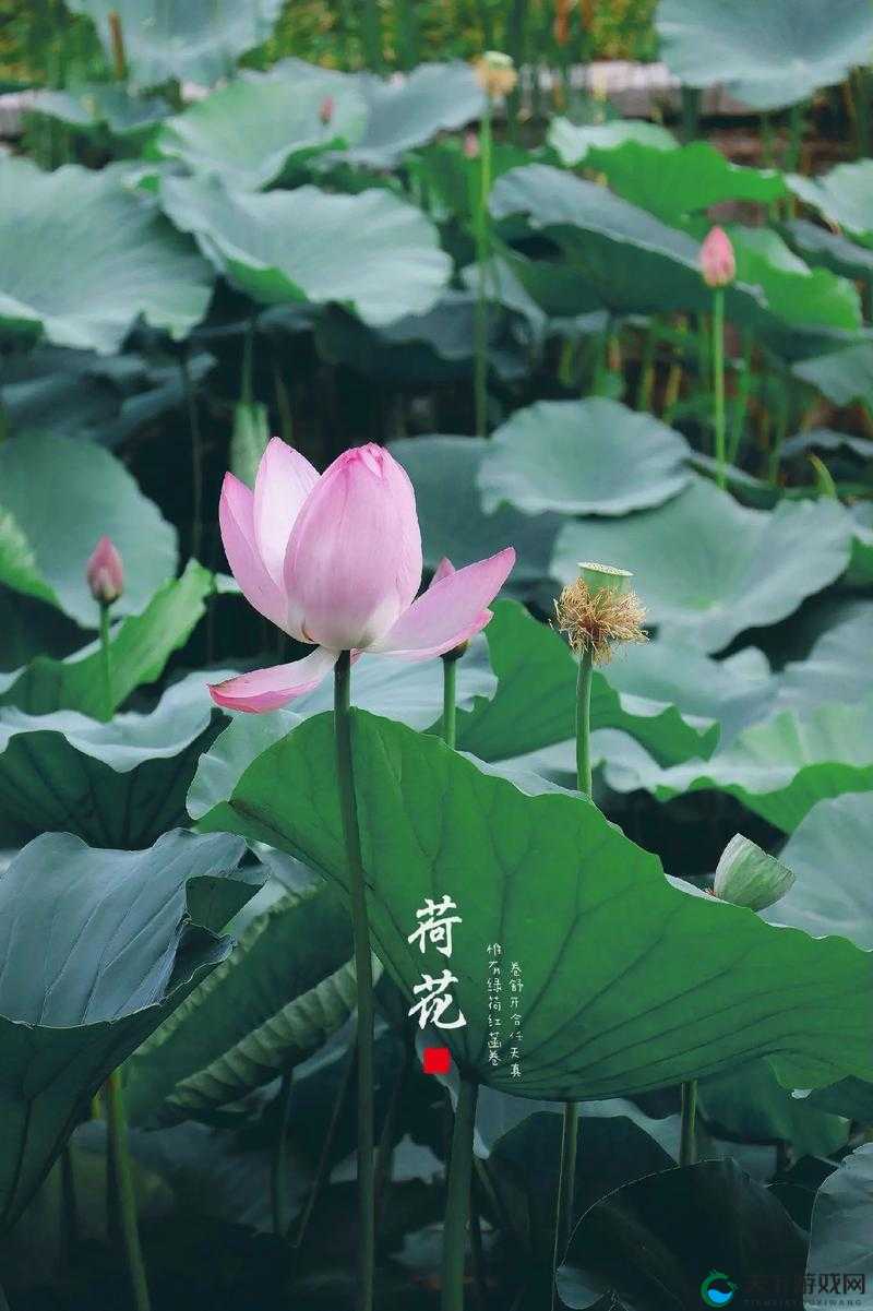 荷花资源网:丰富的荷花资源分享平台