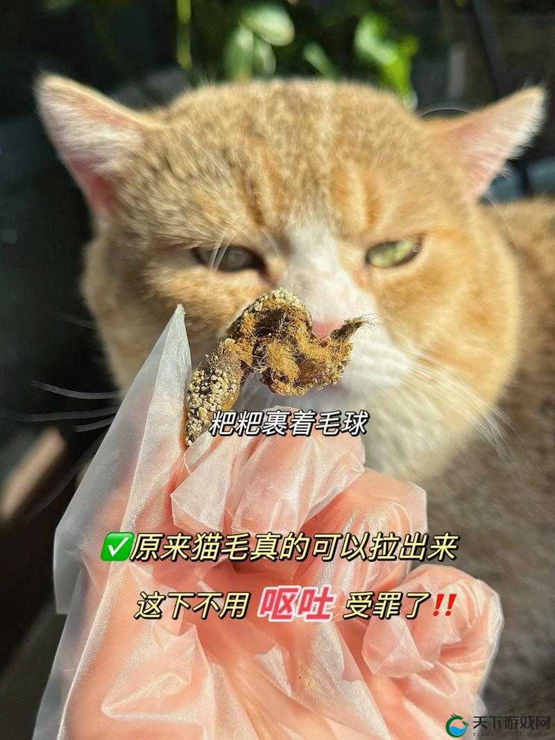 小森生活猫毛球获得教学