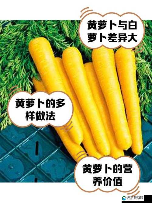 萝卜黄 9.1 之独特魅力与丰富内涵解析