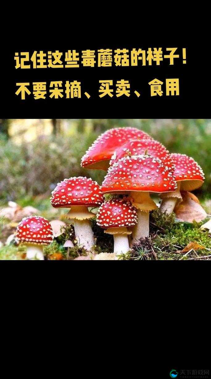 蘑菇 mogu7 爆料黑料:背后的真相与影响令人震惊