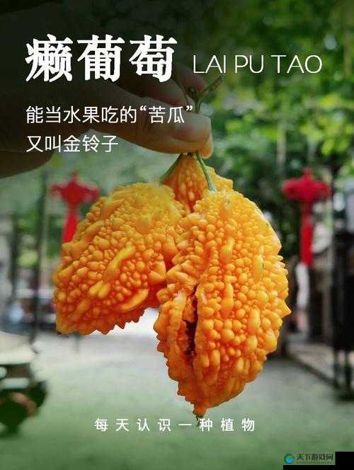 苦瓜网：提供丰富多样的各类资源与信息