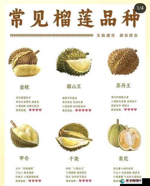 榴莲推广 app 网站入口：畅享榴莲精彩世界等你来探索
