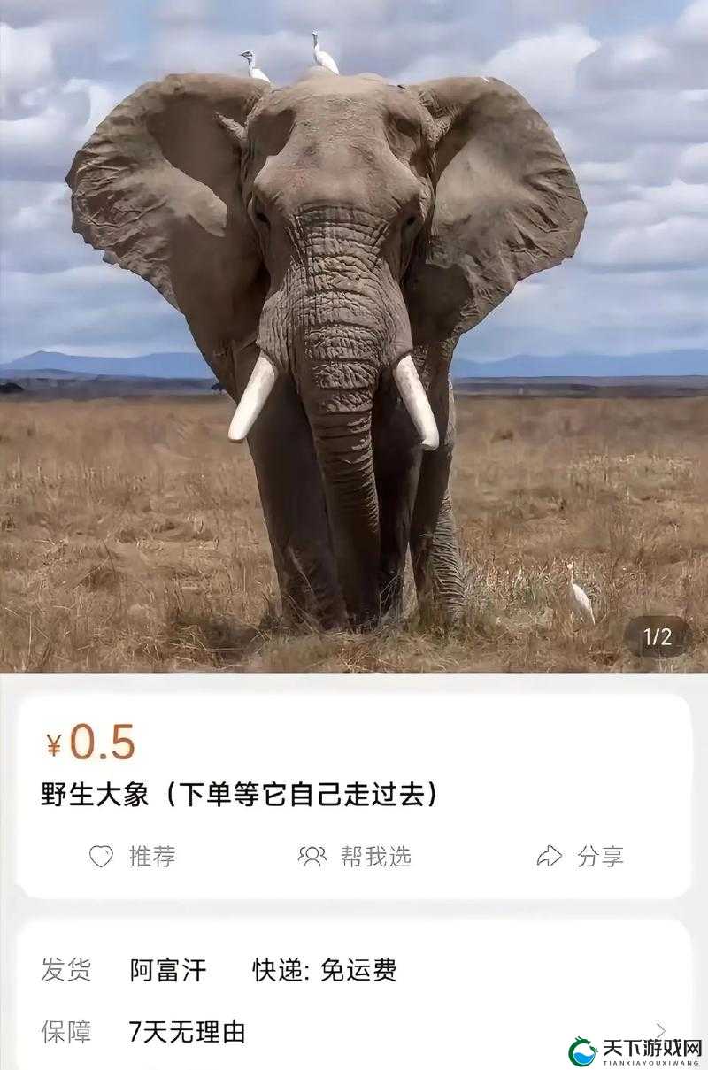 大象成品网站 1688 入口官网:一站式购物的优质平台
