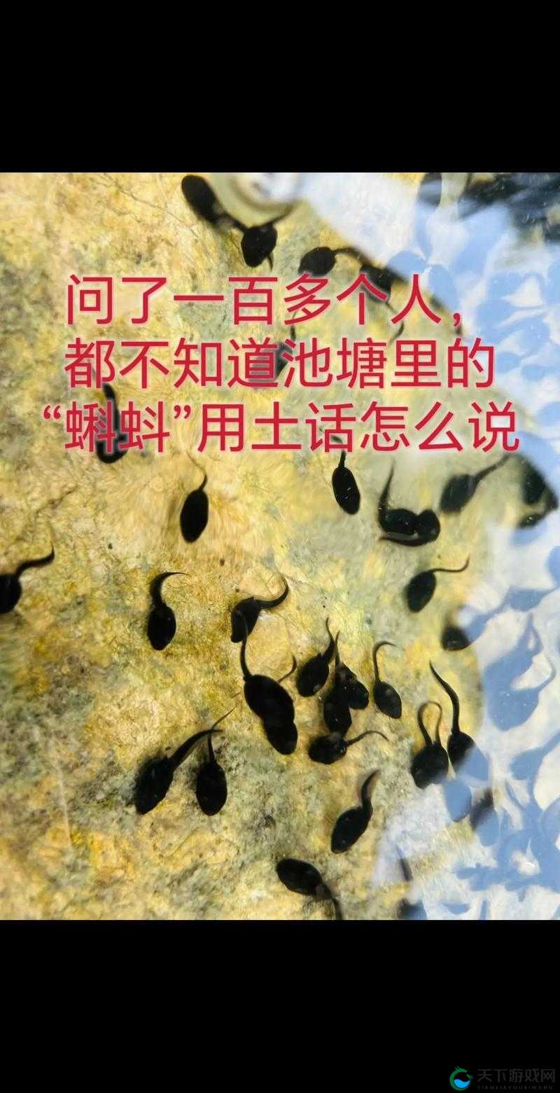 蝌蚪窝亚洲：探索其独特魅力与精彩之处