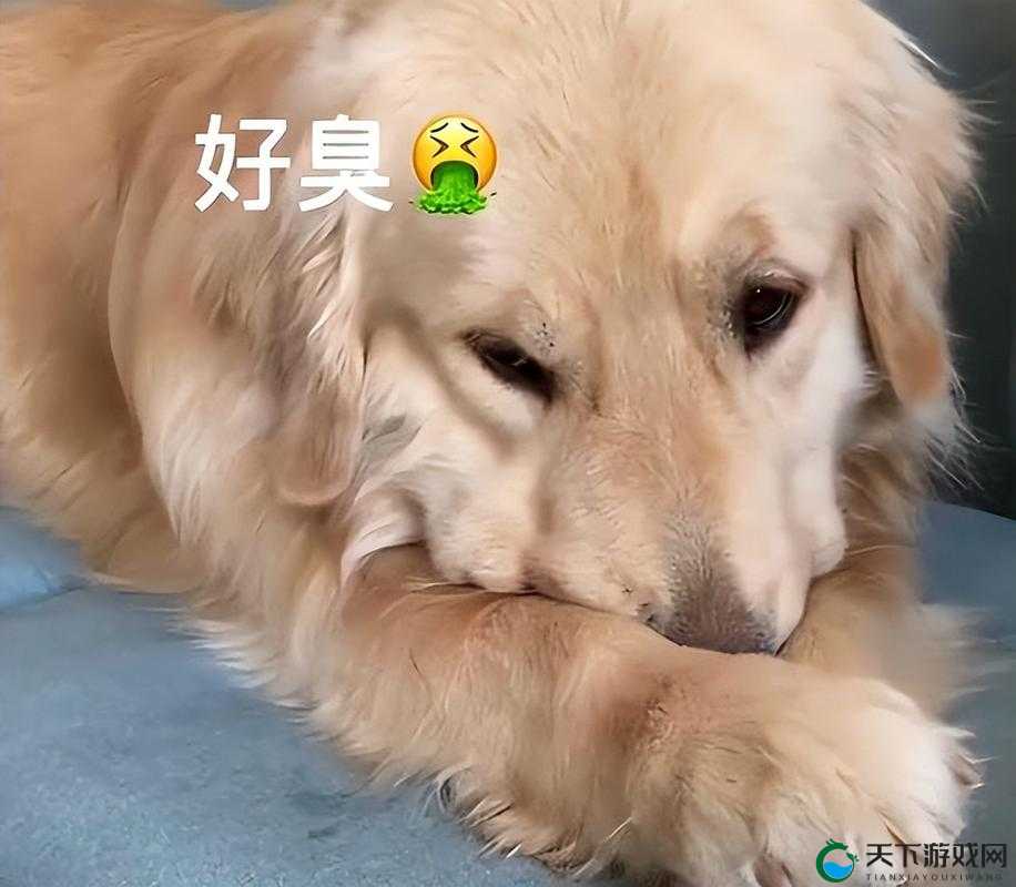 如果狗狗的东西又硬又烫又臭，该怎么办？