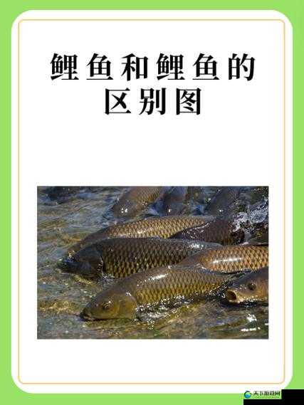鲤鱼吸水和会夹的区别：深入剖析两者的不同特点与效果