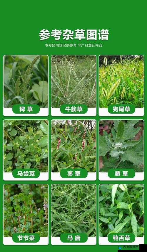 嫩草一二三 485gg：关于它的详细介绍与分析
