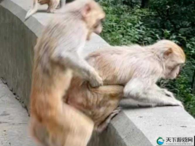 二人生猴子全程不盖被子图片大全：那些精彩瞬间全记录