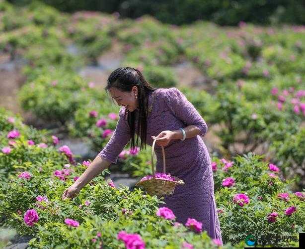 处女 H 优雅地采摘美丽花朵